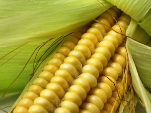Cob of sweet corn
